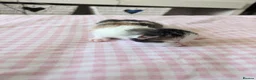 Mixed Breed cats for sale: Five Beautiful kittens  in Billingham - Advert 4