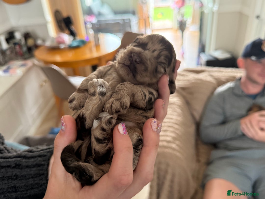 Cockapoo dogs for sale: F2bb Cockapoo Chocolate Merle Puppies - Image 25