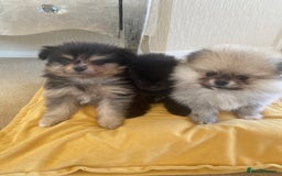 Pomeranian dogs for sale: Stunning litter merl Pomeranian - Image 2