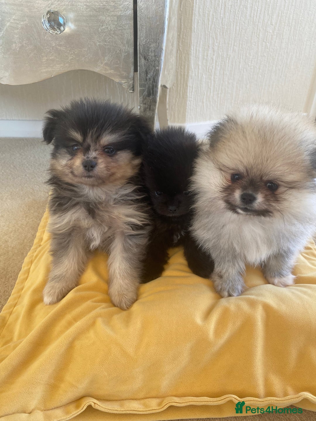 Pomeranian dogs for sale: Stunning litter merl Pomeranian - Image 2
