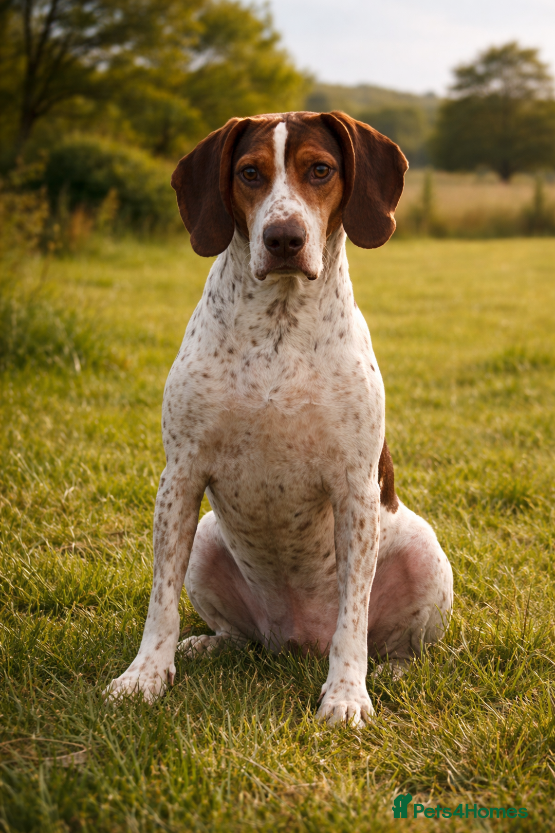 Mixed Breed dogs for adoption: 💔 BEN NEEDS A TRUE FOREVER HOME  💔  - Advert 5