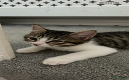 Mixed Breed cats for sale: REDUCED & READY NOW BSH x Tabby kittens  - Image 31