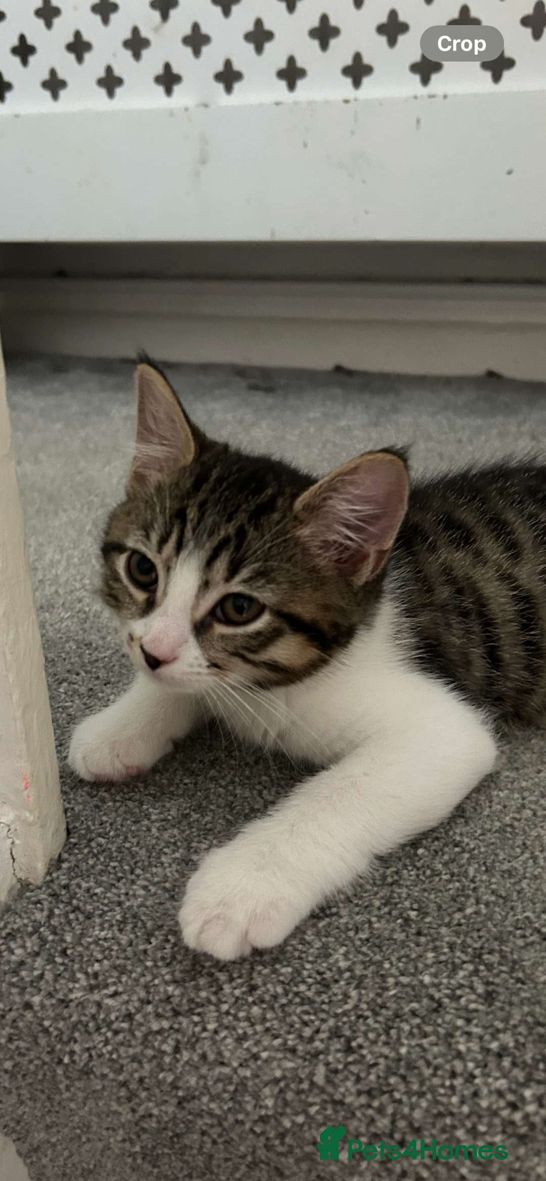 Mixed Breed cats for sale: REDUCED & READY NOW BSH x Tabby kittens  - Image 31