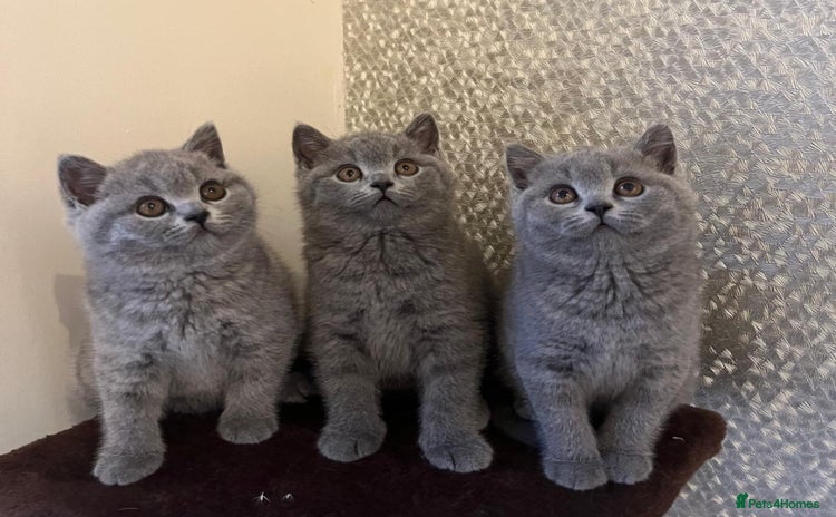 British Shorthair cats - Advert 13