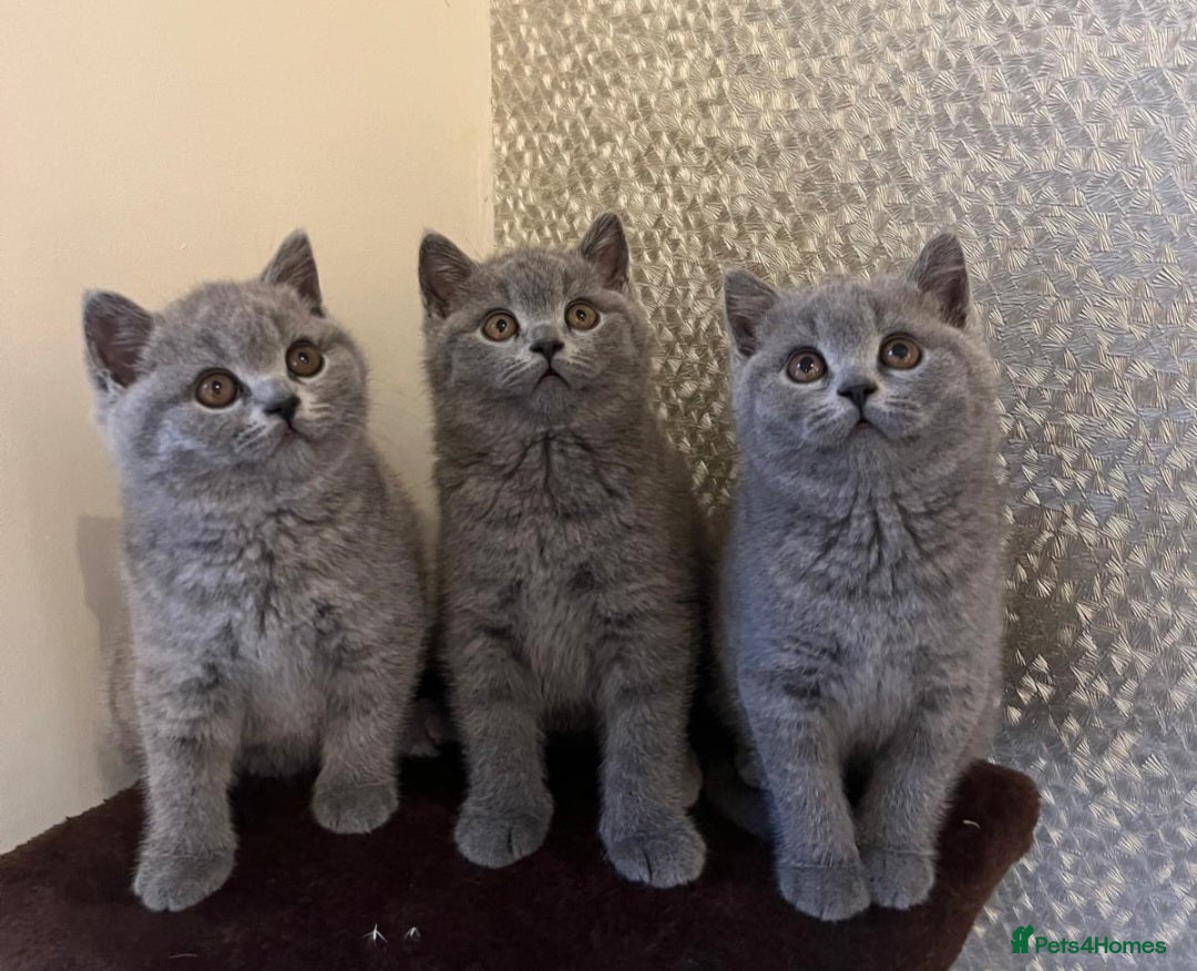 British Shorthair cats for sale: GORGEOUS BSH Kittens - Image 1