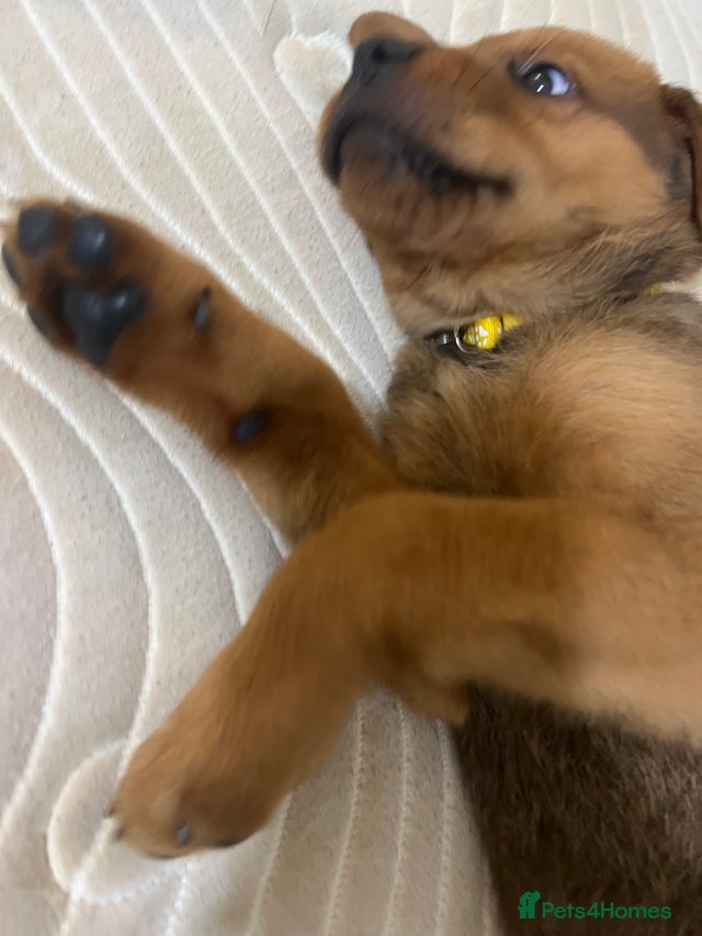 Rottweiler cross shar pei for sale in Bilston | Pets4Homes