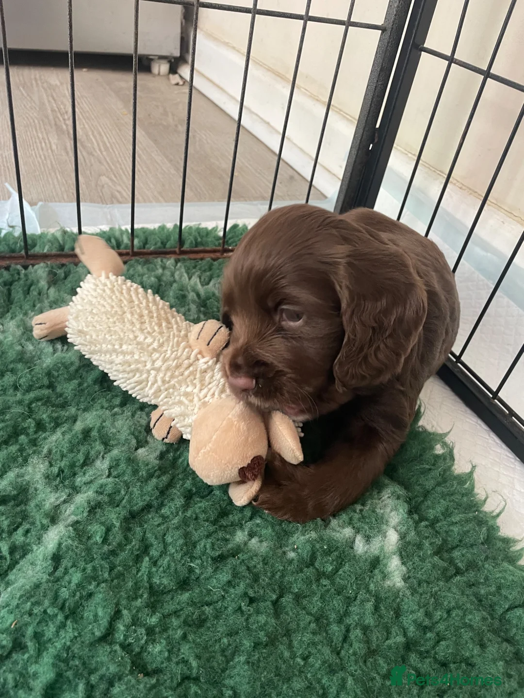 Cocker Spaniel dogs for sale: Working cocker spaniels in Cheltenham - Advert 10