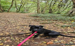 Mixed Breed dogs for sale: Lab-Staffy cross 8 months - Image 3