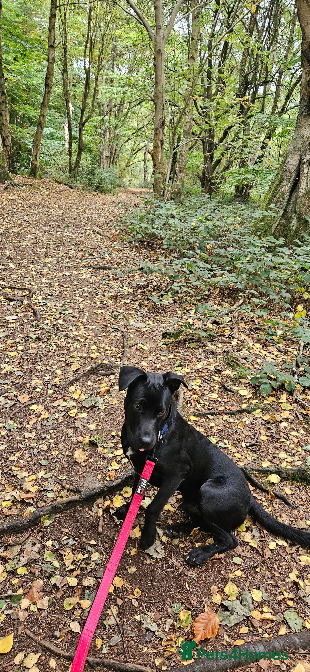 Mixed Breed dogs for sale: Lab-Staffy cross 8 months - Image 3