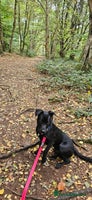 Mixed Breed dogs - Advert 7