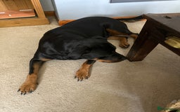 Rottweiler dogs for sale: 3 and a half year old Rottweiler - Image 6