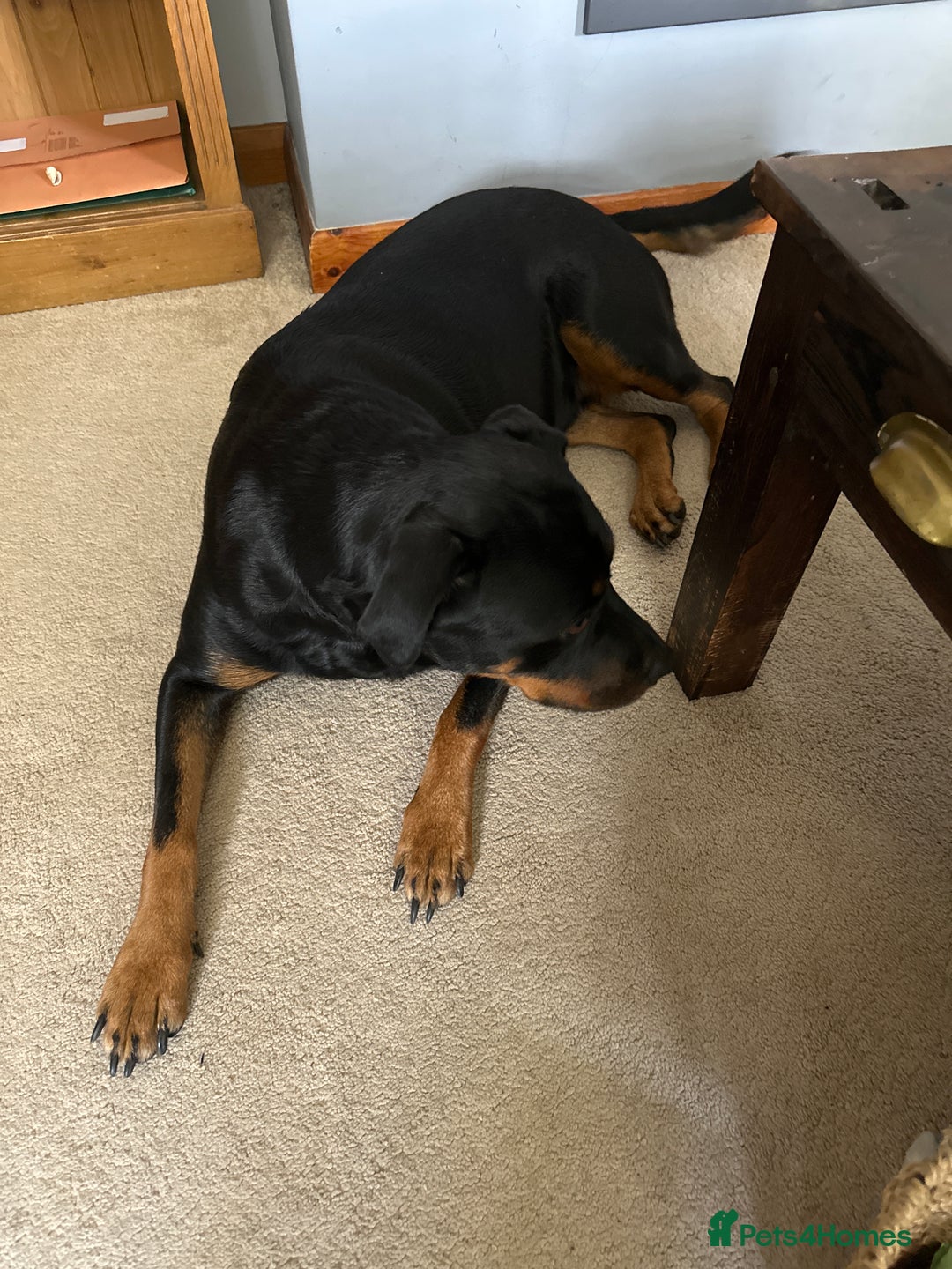 Rottweiler dogs for sale: 3 and a half year old Rottweiler - Image 6