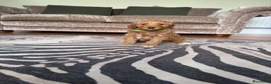 Goldendoodle Puppy 4