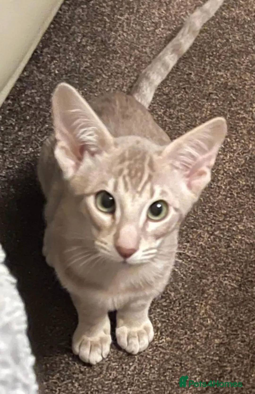 Oriental cats for sale: Beautiful oriental girl  - Advert 2