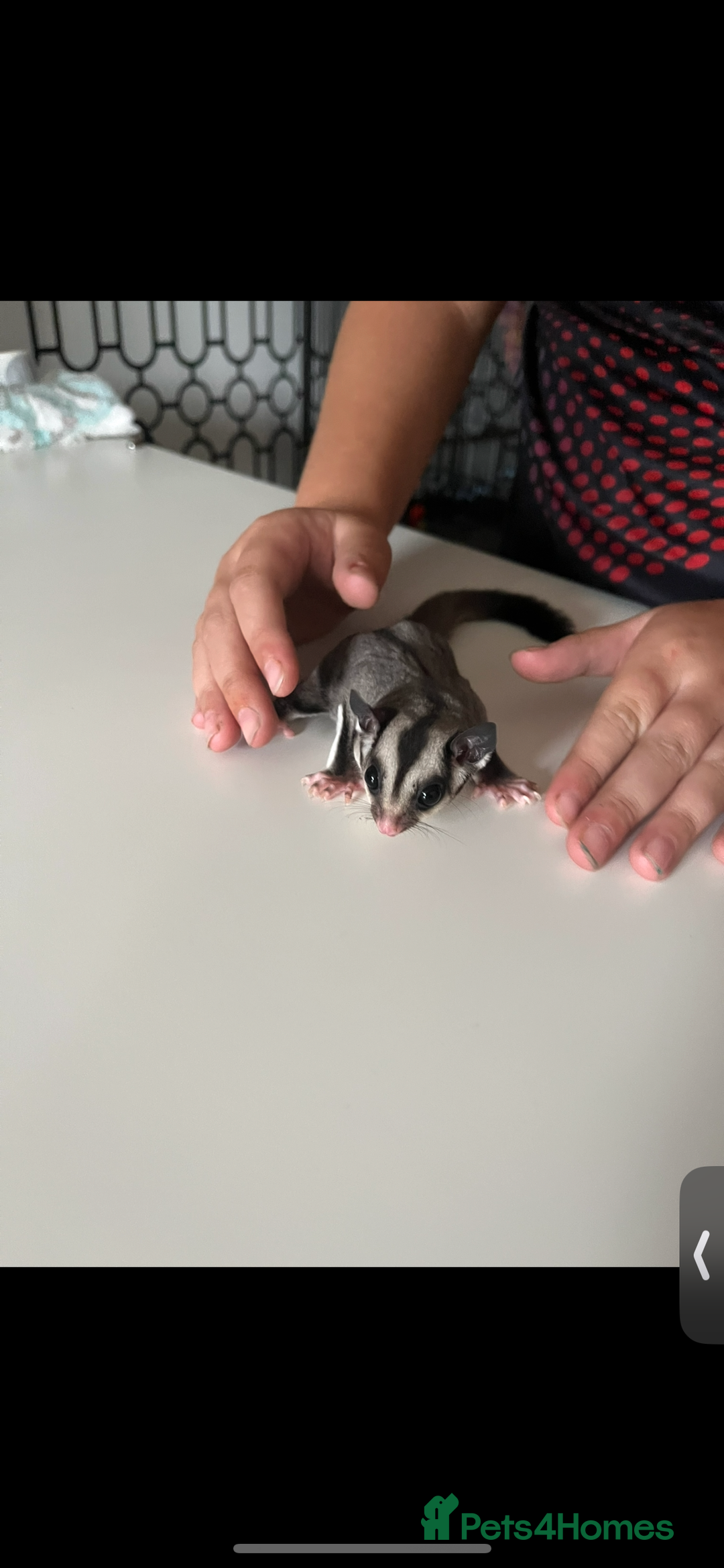 Sugar Glider rodents for sale: Grey friendly Boy  - Image 4
