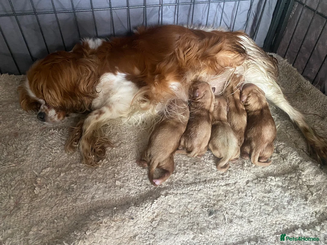 Cavapoo dogs for sale: Cavapoo pups  - Advert 1