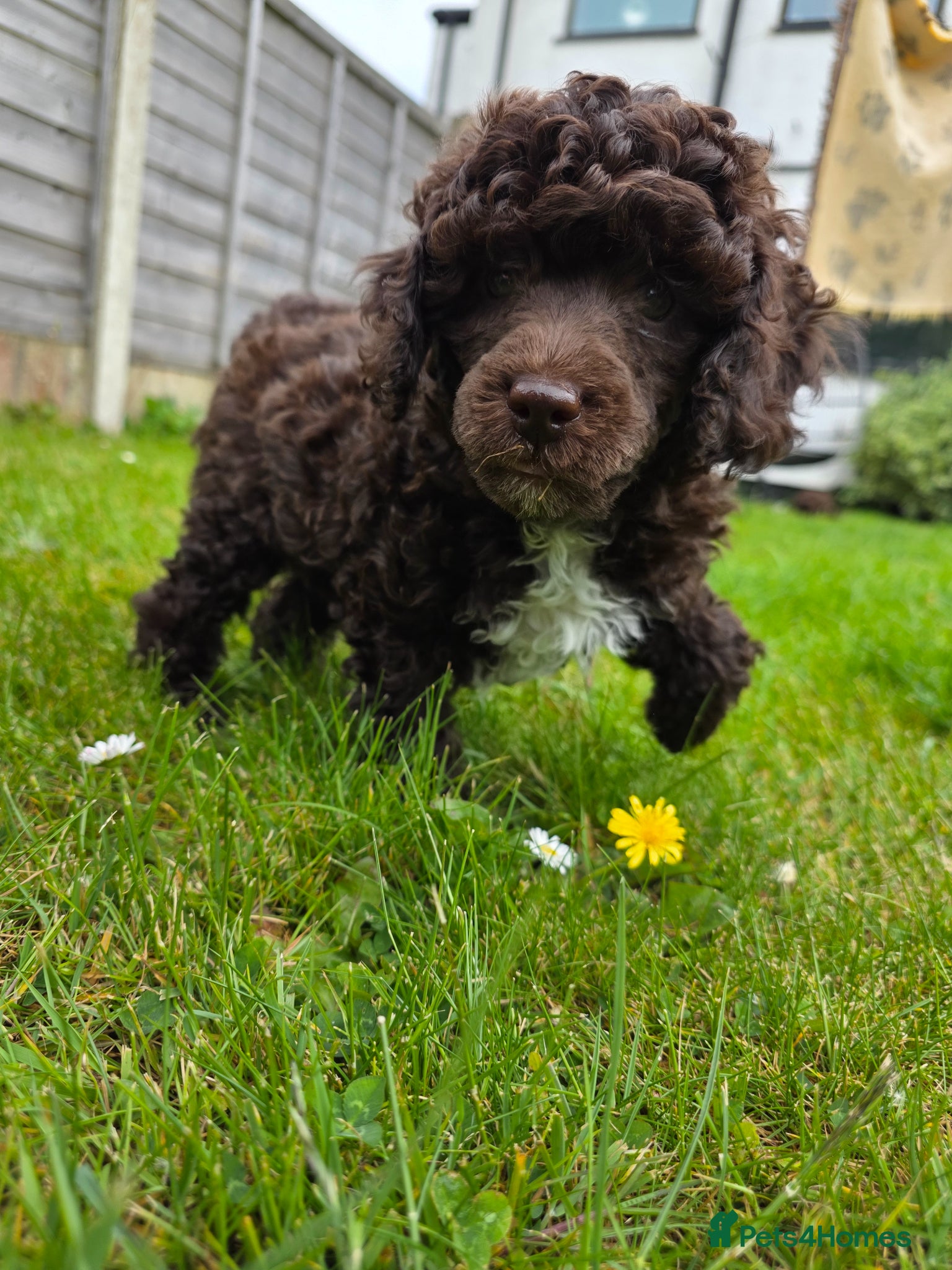 Miniature Poodle dogs Miniature poodle puppies. Kc registered - Advert 4