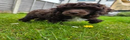 Miniature Poodle dogs for sale: Miniature poodle puppies. Kc registered in Southport - Advert 1