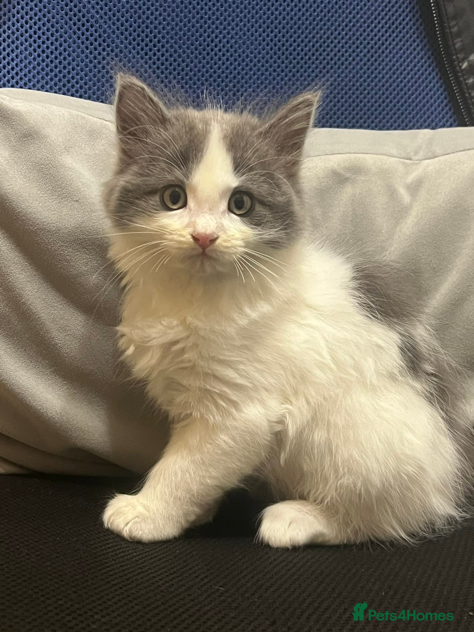 Persian cats Oreo is so healthy  in Bracknell - Advert 3