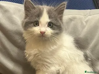 Persian cats Oreo is so healthy in Bracknell - Advert 3