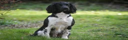 English Springer Spaniel dogs for sale: KC Working Springer Springer Puppies - Advert 9