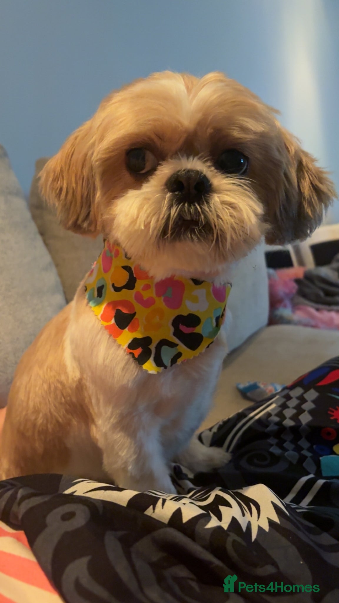 Shih Tzu dogs Rehoming family dog max, 3  - Advert 7