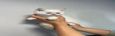 Scottish Fold Kitten 4