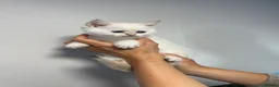 Scottish Fold cats for sale: LOVELY SCOTTISH FOLD GOLDEN KITTENS - Advert 11