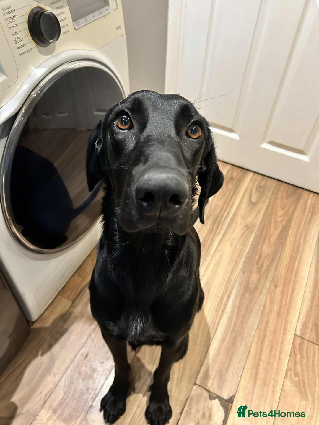 Mixed Breed dogs for adoption: NERO ❤️ lovable Goof ball  - Image 1
