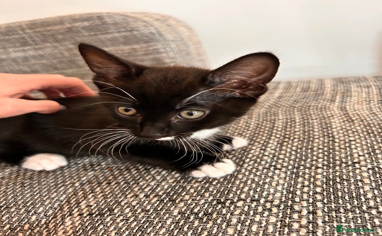 Domestic Shorthair cats - Advert 18