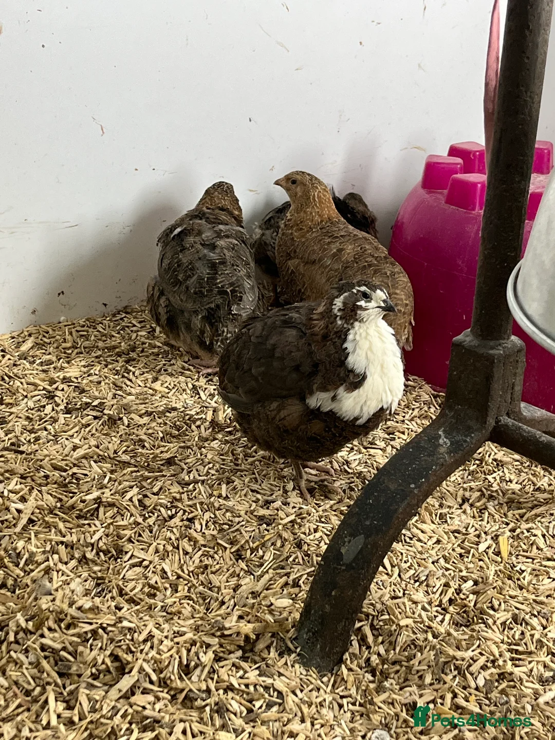 Quail poultry for sale: Quails - Advert 1