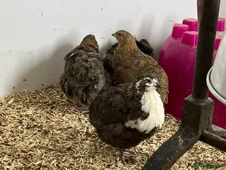 Quail poultry Quails - Advert 1