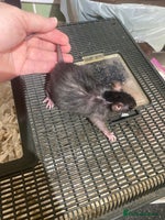 Rat rodents - Advert 6