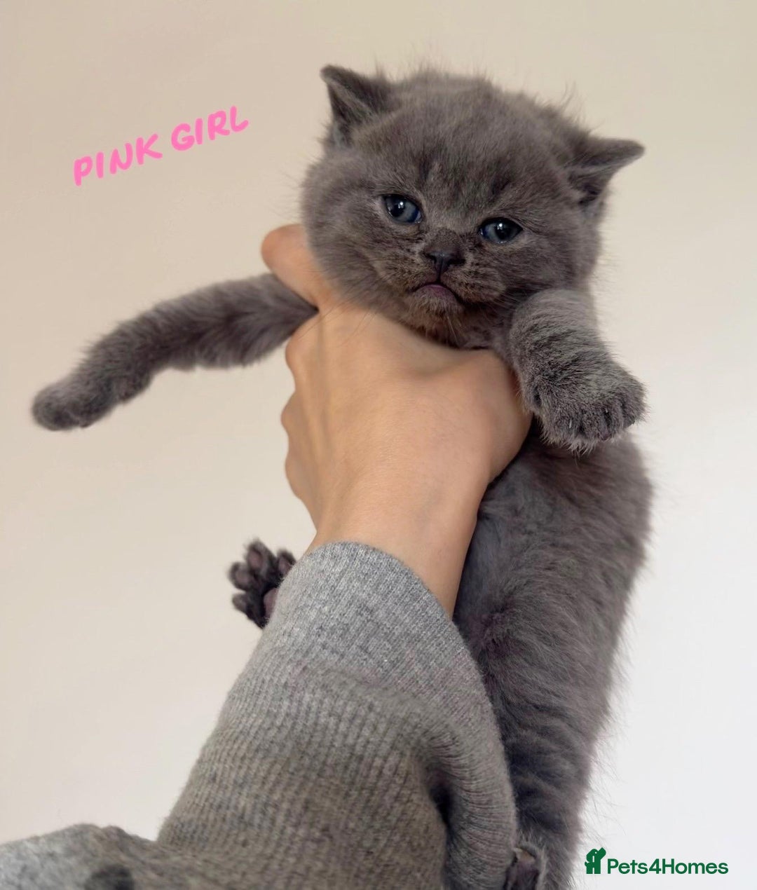 British Shorthair cats for sale: Show quality British Short Hair kittens - Advert 7