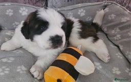 Saint Bernard dogs for sale: 🐾Saint Bernard Puppies🐾 - Image 4