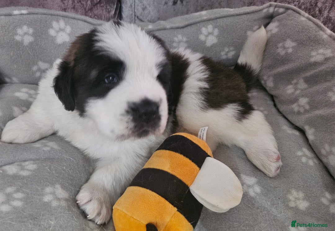 Saint Bernard dogs for sale: 🐾Saint Bernard Puppies🐾 - Image 4