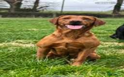 Labrador Retriever dogs for sale: KC reg health tested lab pups  - Image 4