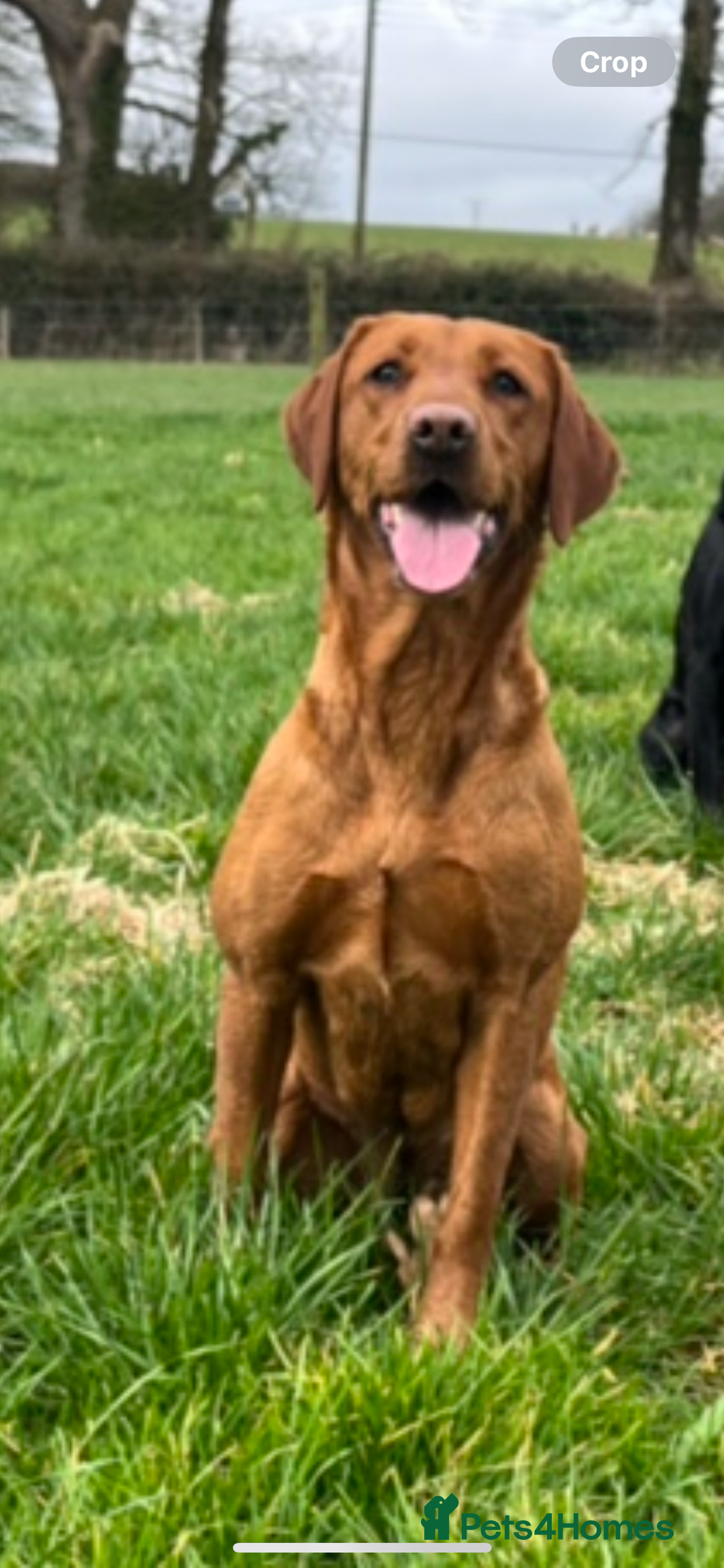 Labrador Retriever dogs for sale: KC reg health tested lab pups  - Image 4