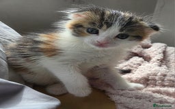 Scottish Fold cats for sale: Beautiful Scottish Folds - Image 14