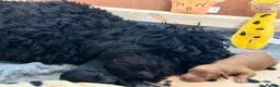 Australian Labradoodle dogs for stud: Douglas MacDoodle - Stud - Advert 16