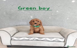 Cavapoo dogs for sale: Cavapoo F1 Puppies ❣️ - Image 13