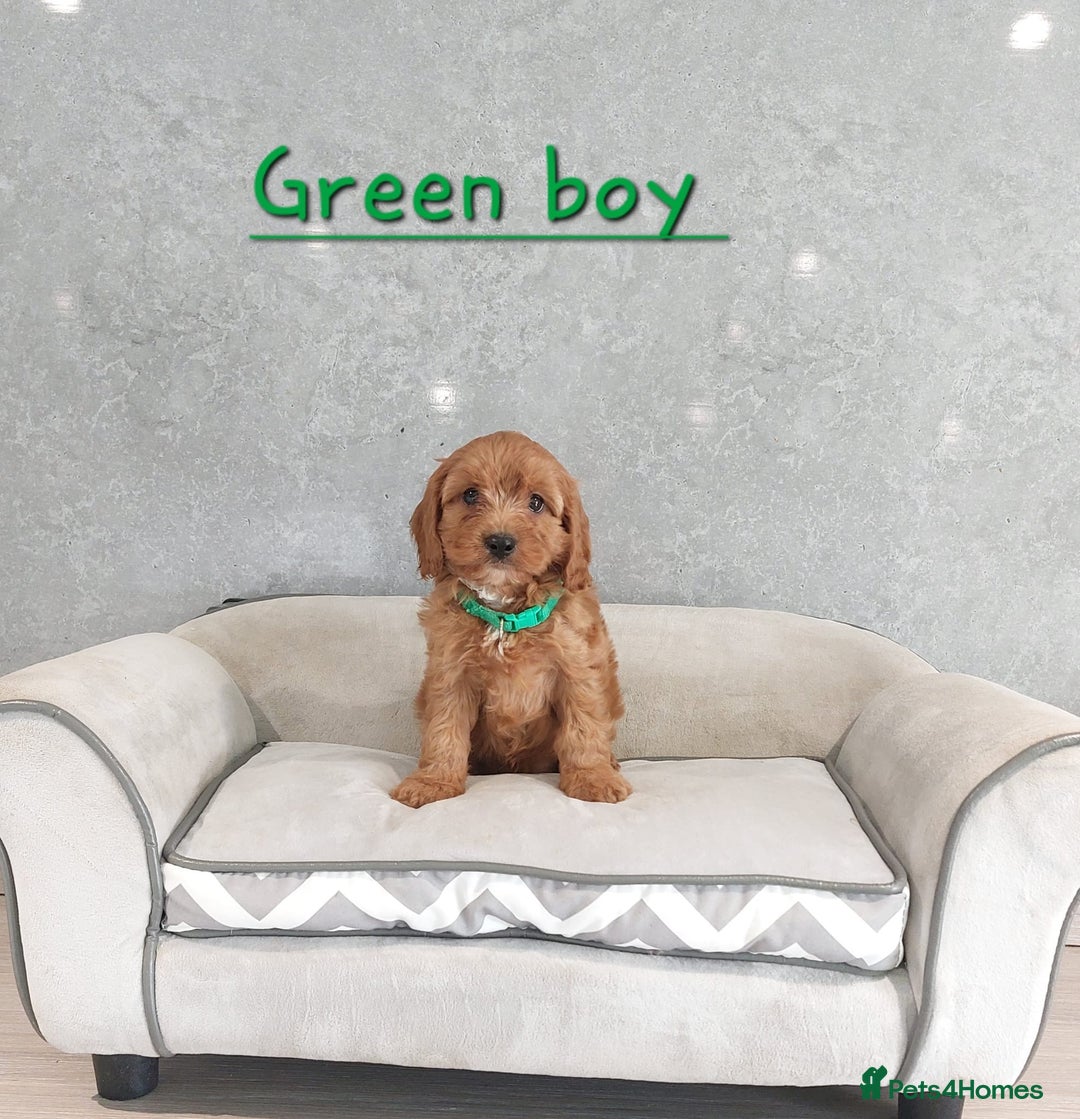Cavapoo dogs for sale: Cavapoo F1 Puppies ❣️ - Image 13