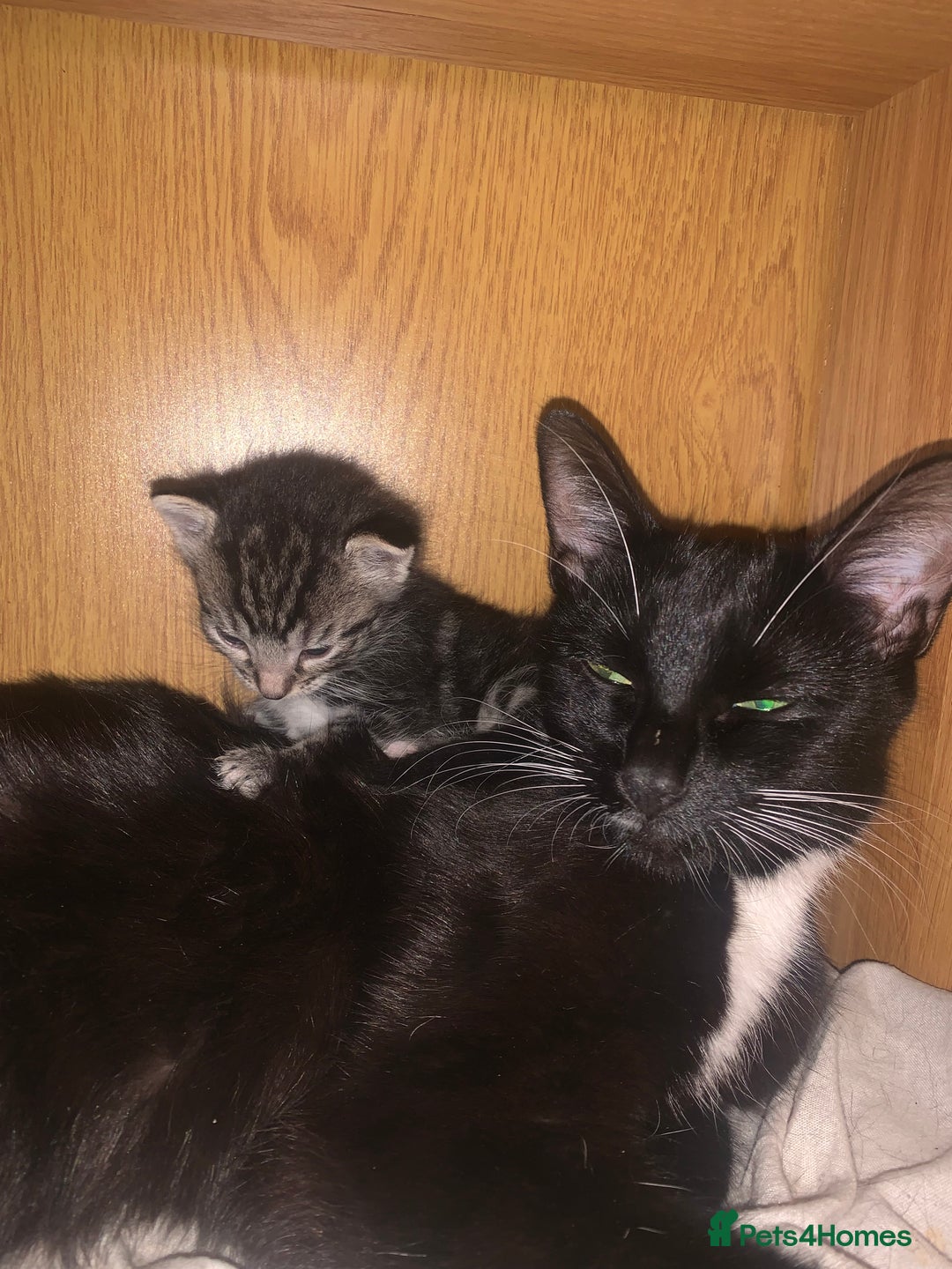 Mixed Breed cats for sale: Have four male kittens for sale  - Image 6