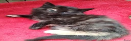 Mixed Breed cats for sale: Two gorgeous tortie girls - Advert 4