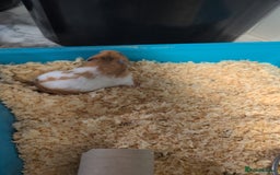 Hamster rodents for sale: Adorable hamster for sale - Image 4