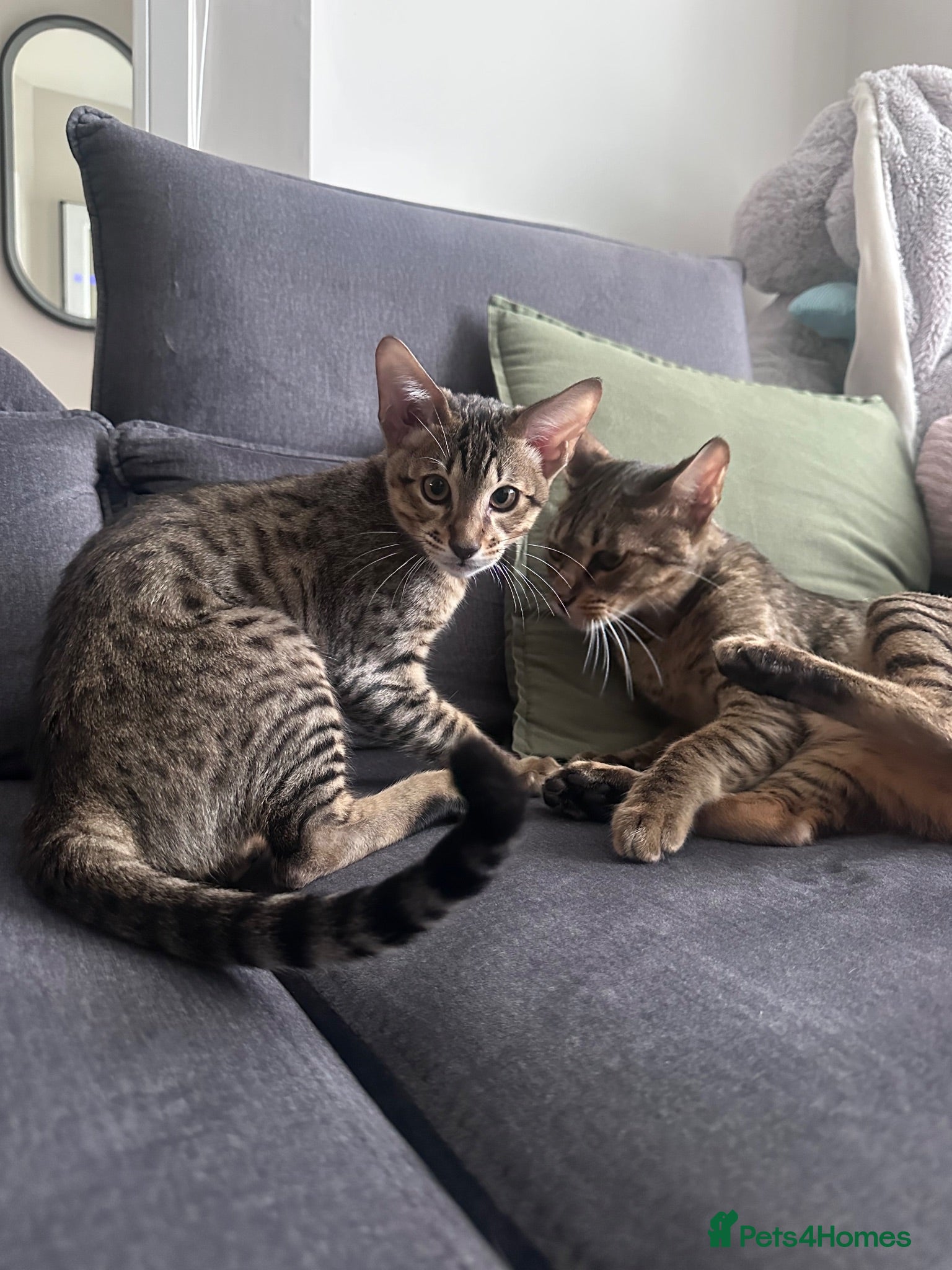 Savannah cats 🏆 F4 TICA Savannah Boy-reduced price 🏆 - Advert 1