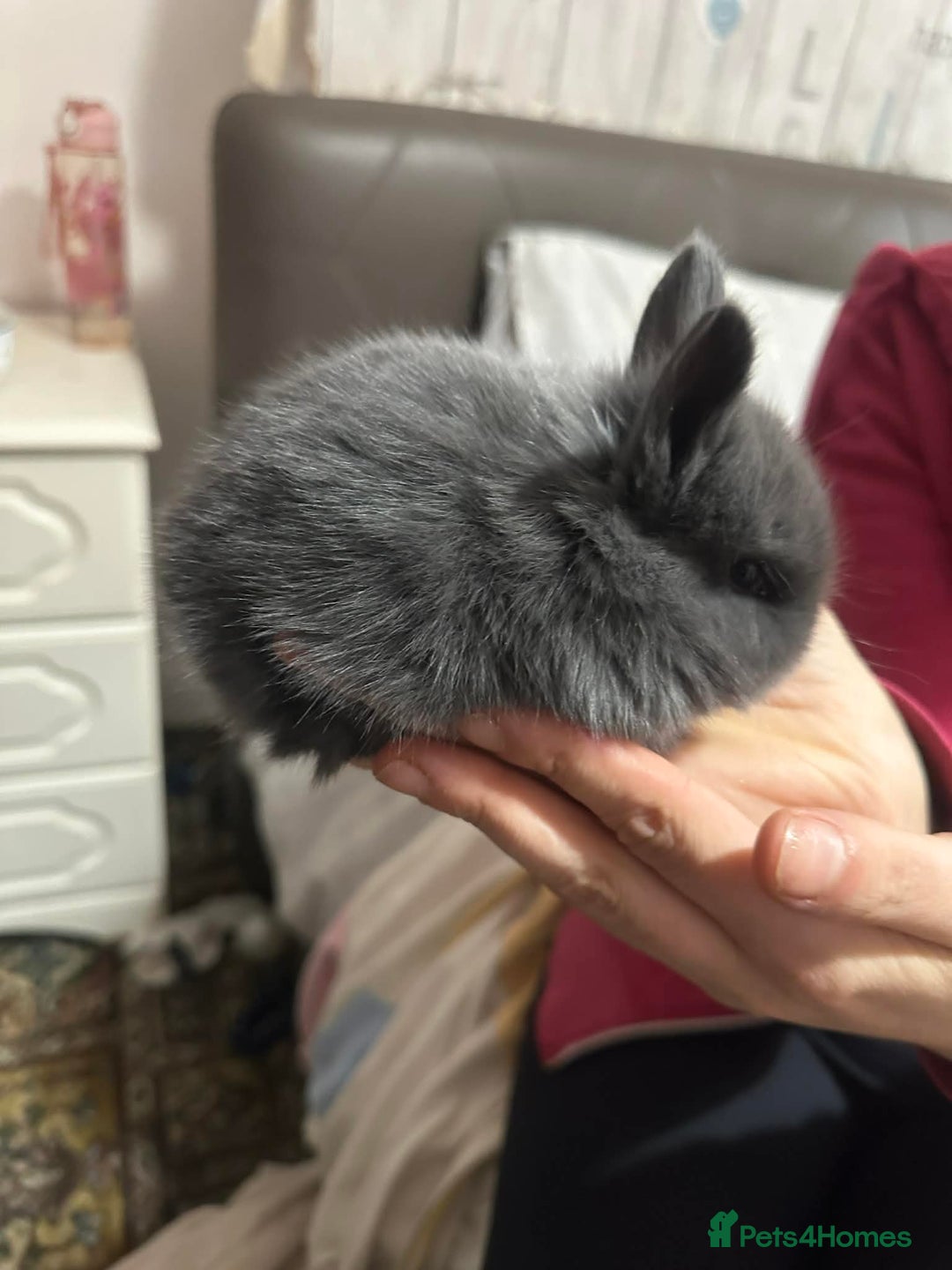 Lionhead rabbits for sale: 5 beautiful lion-headed  - Advert 1