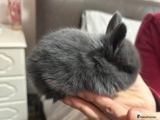 Lionhead rabbits 5 beautiful lion-headed - Advert 4