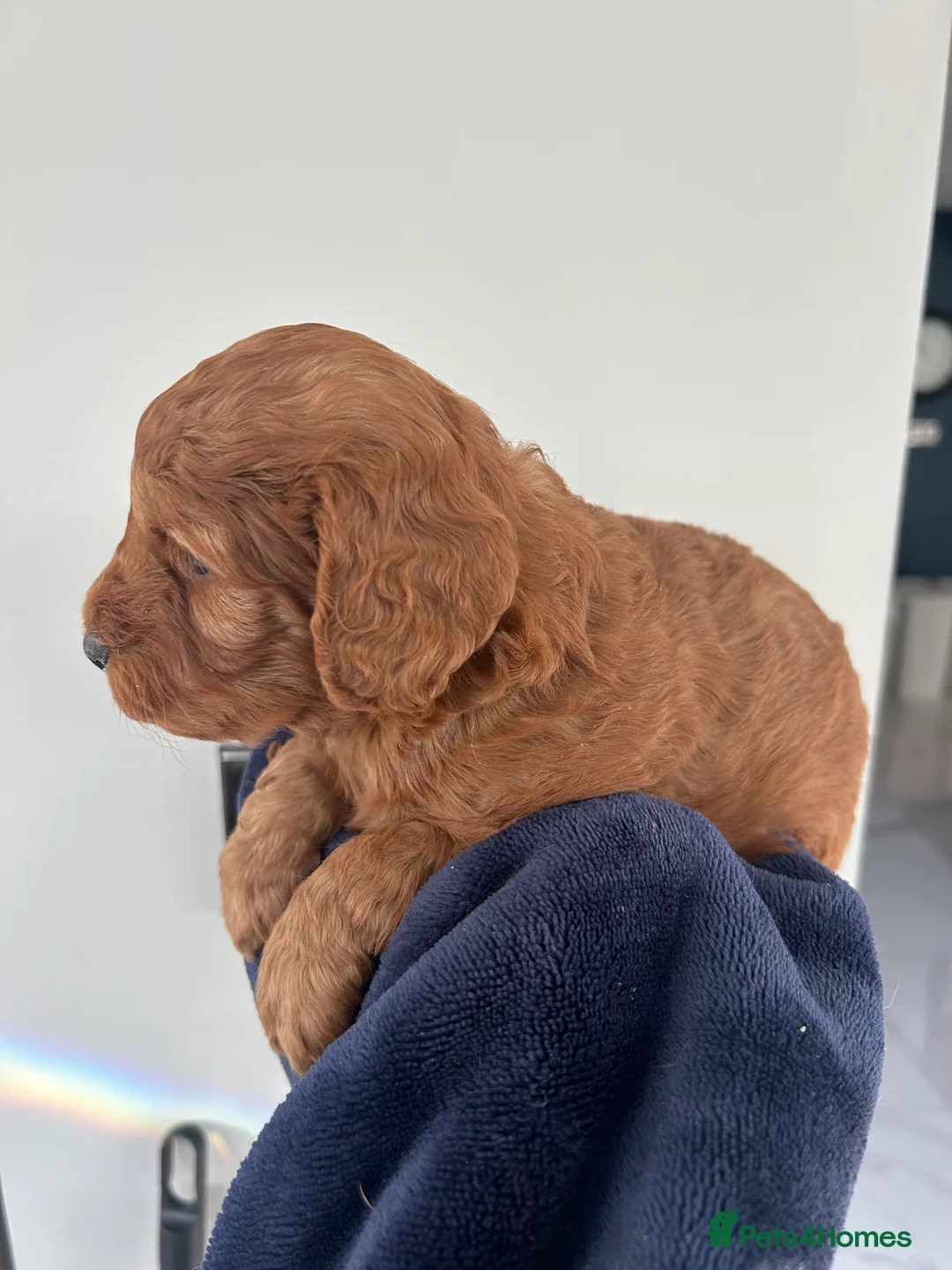 Cockapoo dogs for sale: 🐶Exceptional dark red toy cockapoos🐶 - Advert 6