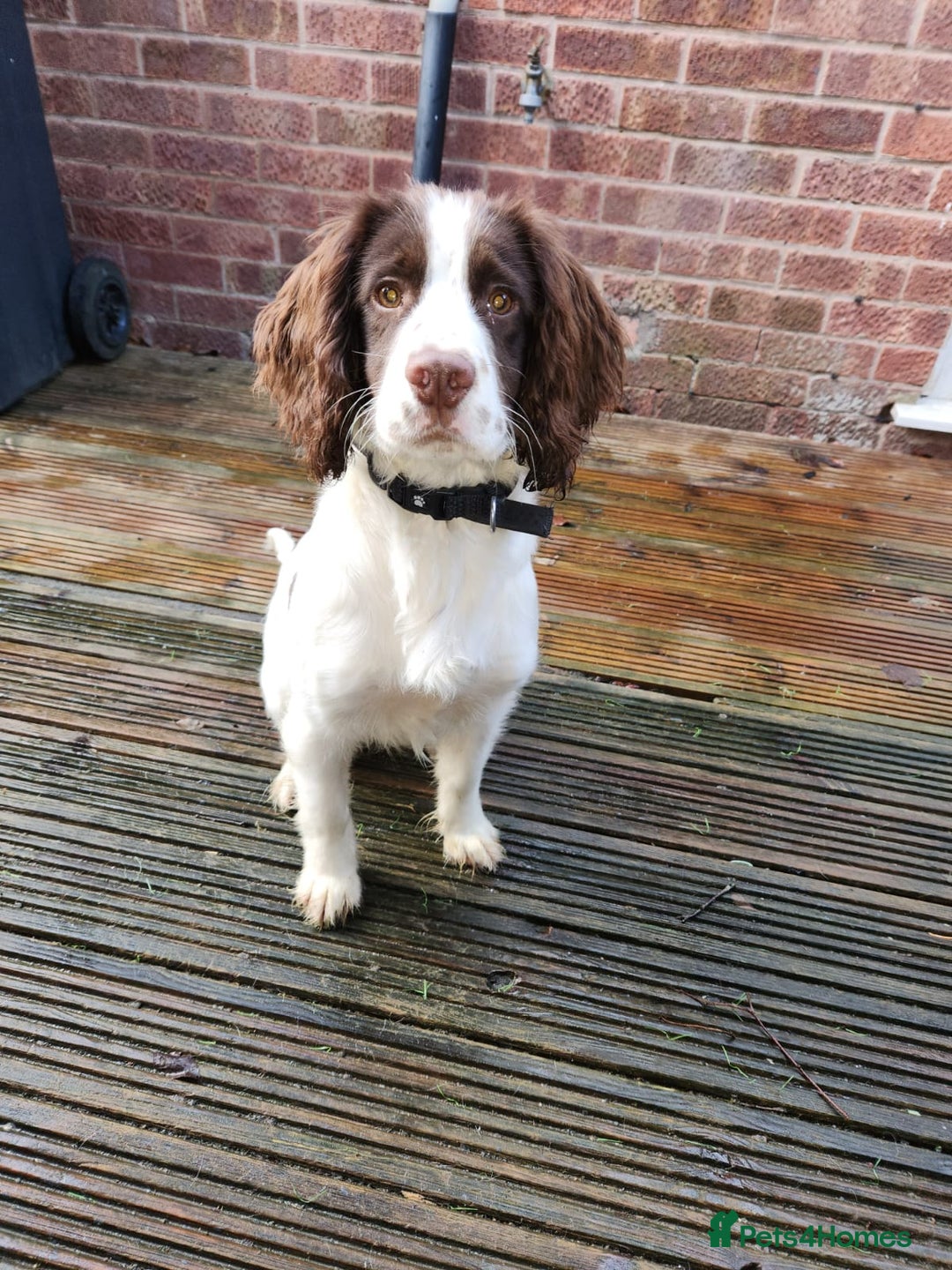 English Springer Spaniel dogs for sale: English springer spaniel  - Advert 6